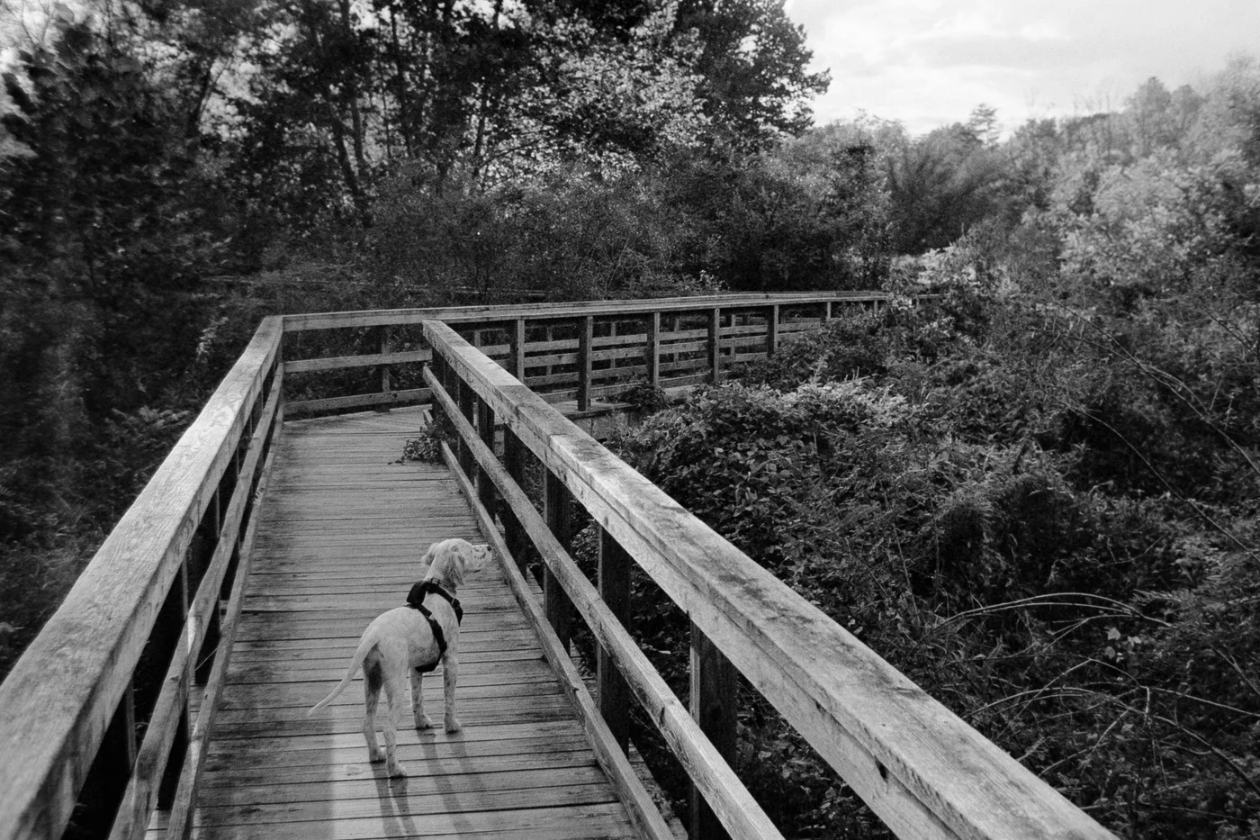 puppy on boardwalk in forest
