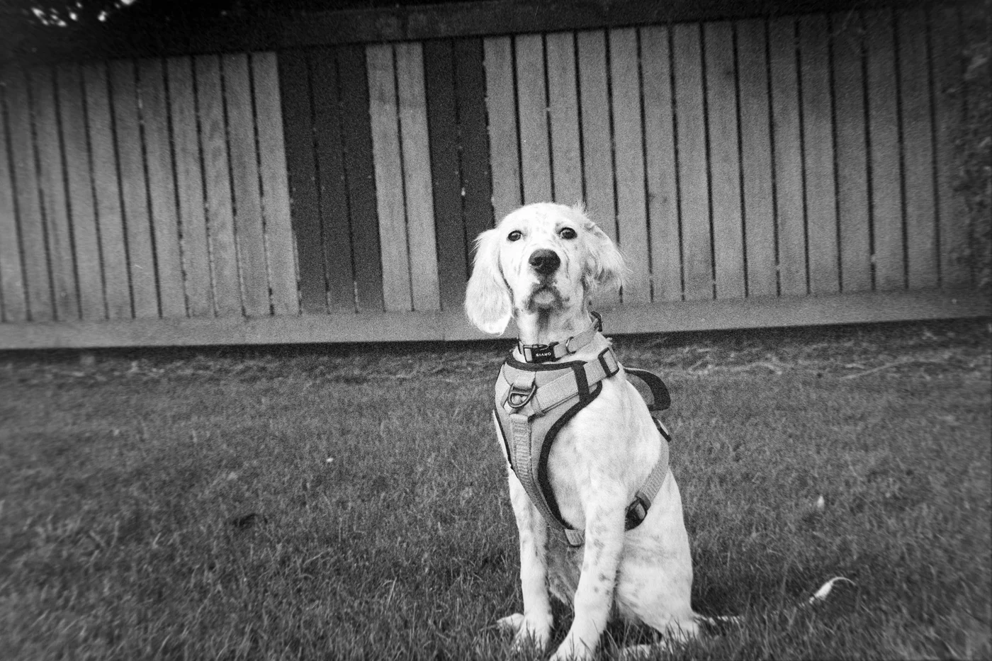dog in front of fence