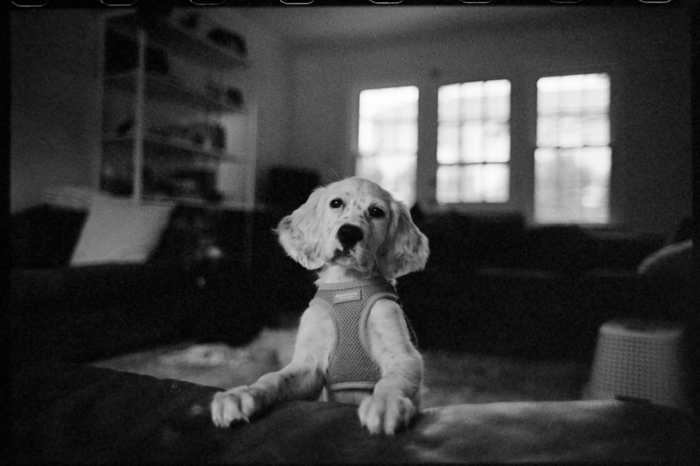 english setter puppy looking at camera in black and white