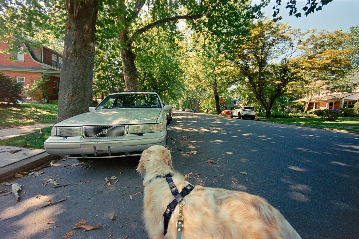 wide-angle shot of a dog in front of a classic car on a shaded, quiet street.