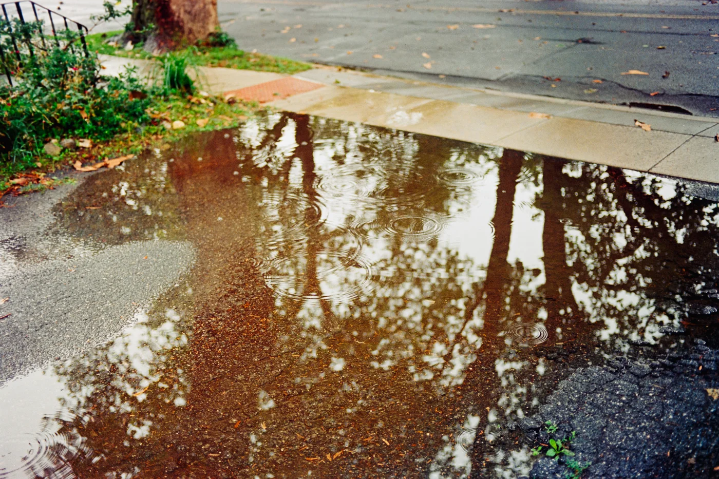 puddle with tree reflections.
