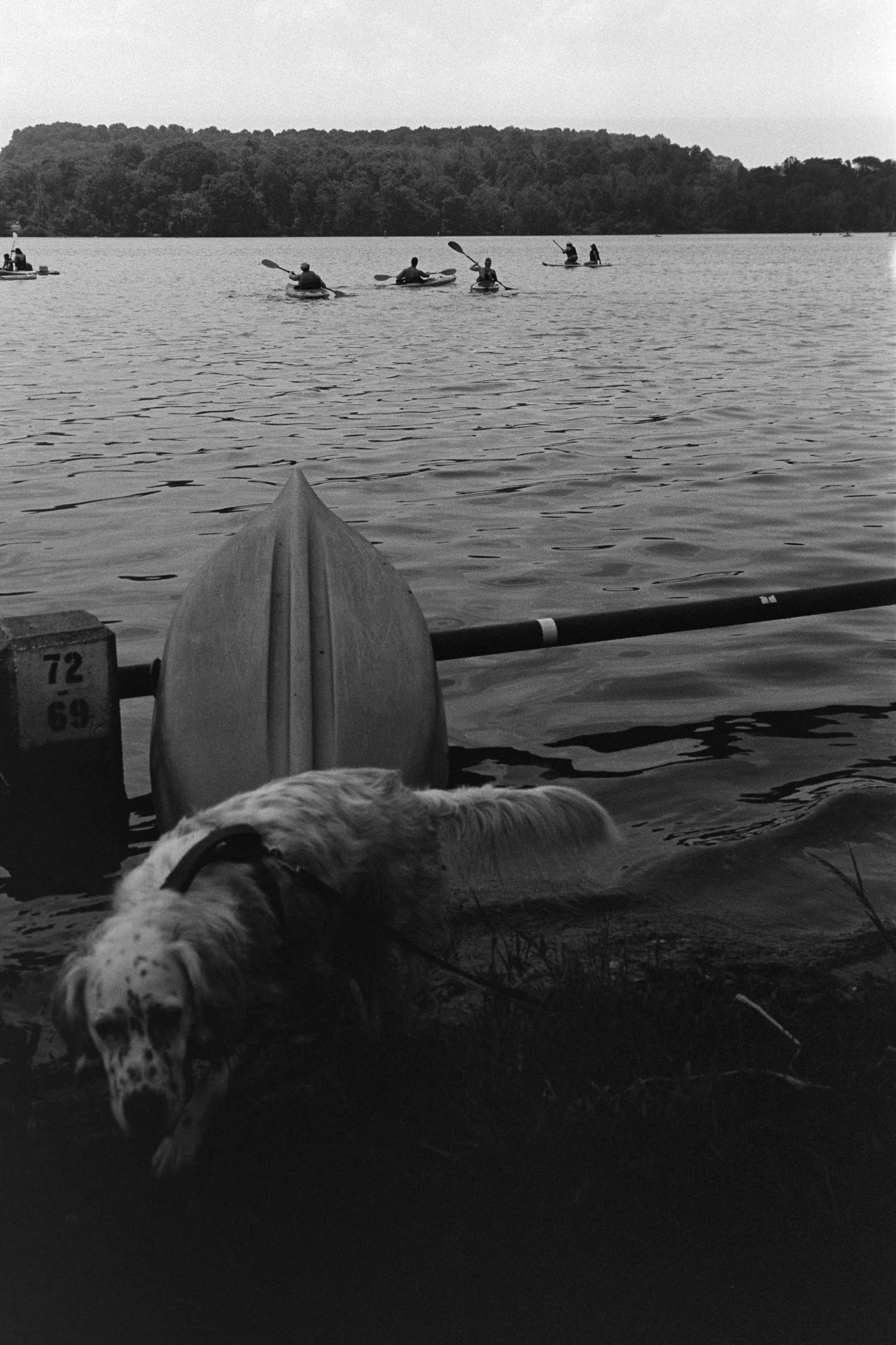 dog in front of kayaks and a lake